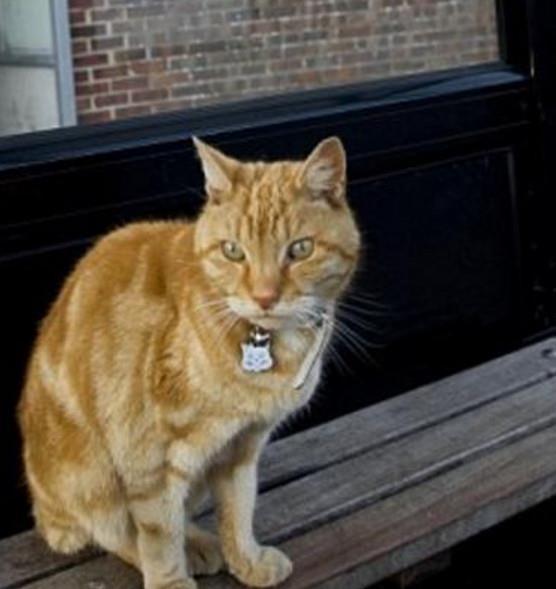 娱乐吃瓜酱小猫坐公交车,萌宠坐公交，趣味横生一幕